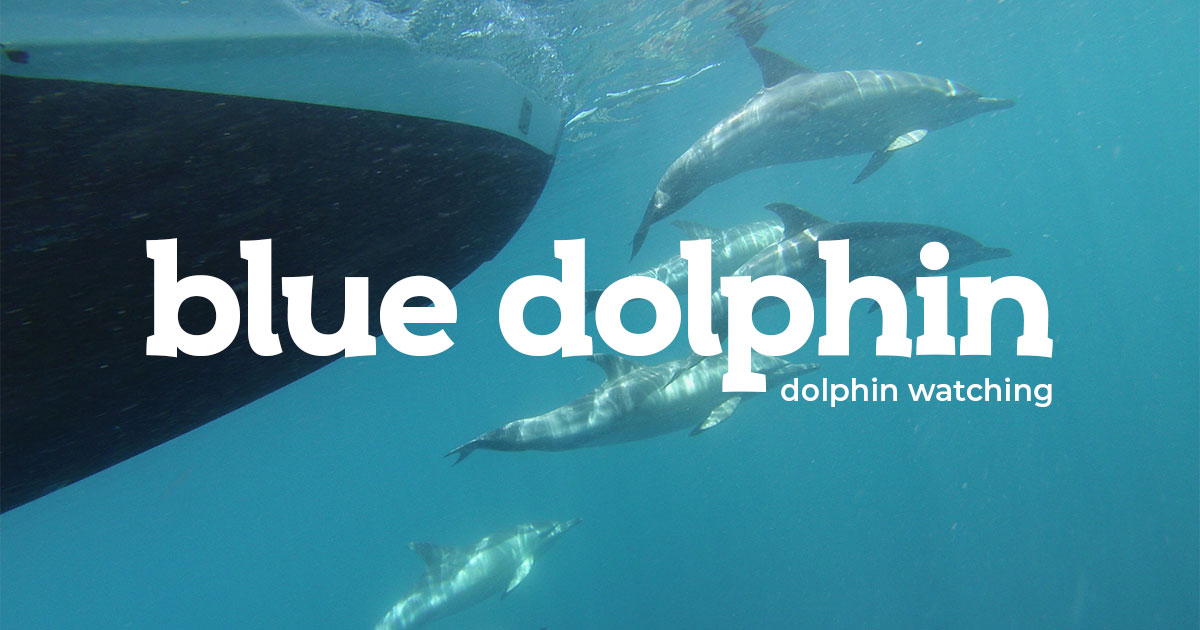Blue Dolphin